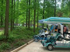 -黄海国家森林公园