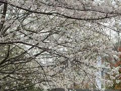 -武汉大学-樱园