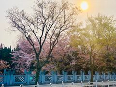 -嘉定紫藤园