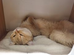 -COLOR PETS 撸猫馆·购猫·猫咖(长风大悦城店)