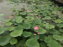 -天津东丽湖风景区