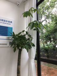 点击看大图 -大麦微针植发丨全国连锁