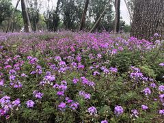 -白鹭湾湿地公园