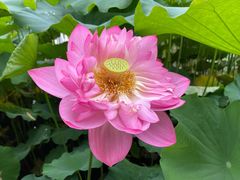 -陈家山荷花公园