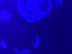 -暹罗海洋世界