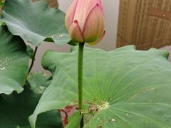 -陈家山荷花公园