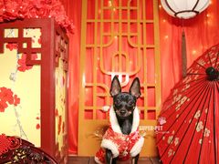 -超宠爱宠物摄影-Super pet