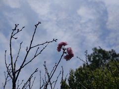 -温州永嘉书院
