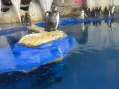 -太平洋海底世界