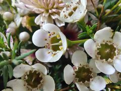 -循礼门鲜花花市(武汉循礼门店)