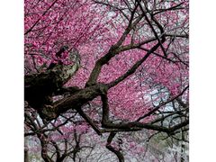-杭州植物园