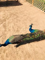 -萌宠亲子动物乐园(槐房万达店)