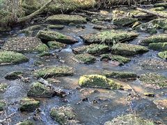 -汤旺河林海奇石景区