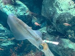 -鹿儿岛水族馆