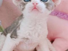 -十年猫舍·猫咪专门店(普陀店)