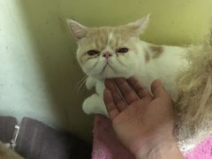 -猫色咖啡·猫咖
