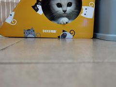 -lincat·猫舍(广州店)