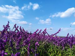 -空港花田景区