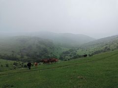 -大姆山草场