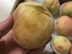 -南汇新场正宗水蜜桃采摘
