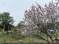 -羊山湖公园