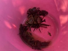 -吴淞炮台湾湿地森林公园烧烤区