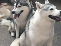 -TrueLove @ Neverland (Husky Cafe)