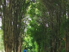 -东莞植物园