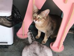 -喵屿·大理花园猫咖