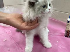 -北京观赏动物医院·24小时大型综合·猫专科·异宠专科