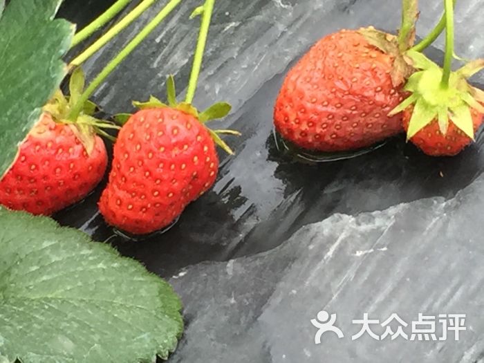 天池百花谷图片 - 第4张