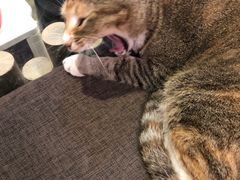 -Poke lemon海鲜波奇饭·柠檬茶(金碧开放小区店)