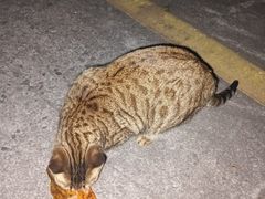 -米乐乖乖猫咪咖啡馆·猫咖(深圳湾后海汇店)
