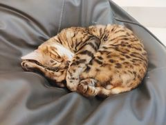 -飞行喵MR PILOT|猫舍·猫咖(静安大融城店)