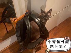 -谐和益家动物医院·免疫绝育·血液透析·宠保定点医院(高新伊藤分院)