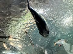 -上海海洋水族馆