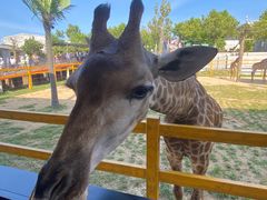 -西霞口神雕山野生动物世界