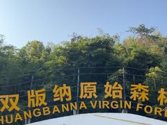 -西双版纳原始森林公园