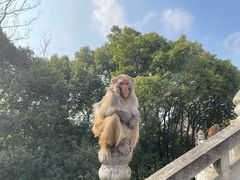 -苏州上方山国家森林公园