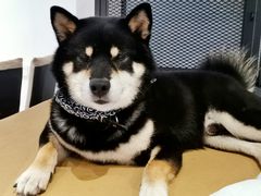 -柴务处·柴犬主题狗咖