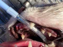 -伟伟宠物医院·CT影像中心·瑞派犬猫综合性门诊(汉口总院)