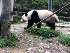 -都江堰中华大熊猫苑