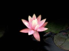 -东莞植物园