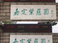 -嘉定紫藤园