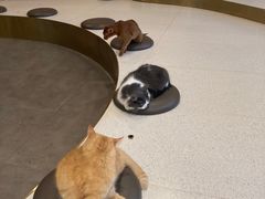 -飞行喵MR PILOT|猫舍·猫咖(静安大融城店)