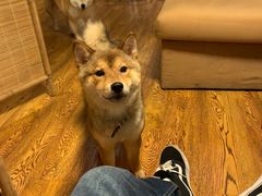 -柴务处·柴犬主题狗咖