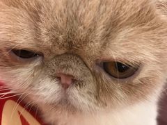 -飞行喵MR PILOT|猫舍·猫咖(静安大融城店)