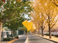 -三里屯东五街银杏大道