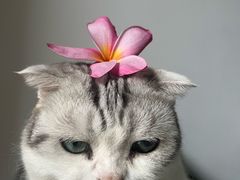 -宠物星动物医院·眼科·异宠·猫科(江南大道总院)