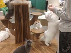 -飞行喵MR PILOT|猫舍·猫咖(静安大融城店)